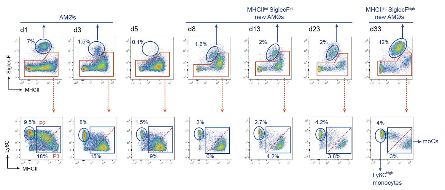 Kinetics of resident alveolar macrophage death and replacement by monocyte-derived alveolar macrophages, analyzed by flow cytometry at the indicated times after induction of HDM airway allergy (Feo-Lucas et al., Frontiers in Immunology 2023).