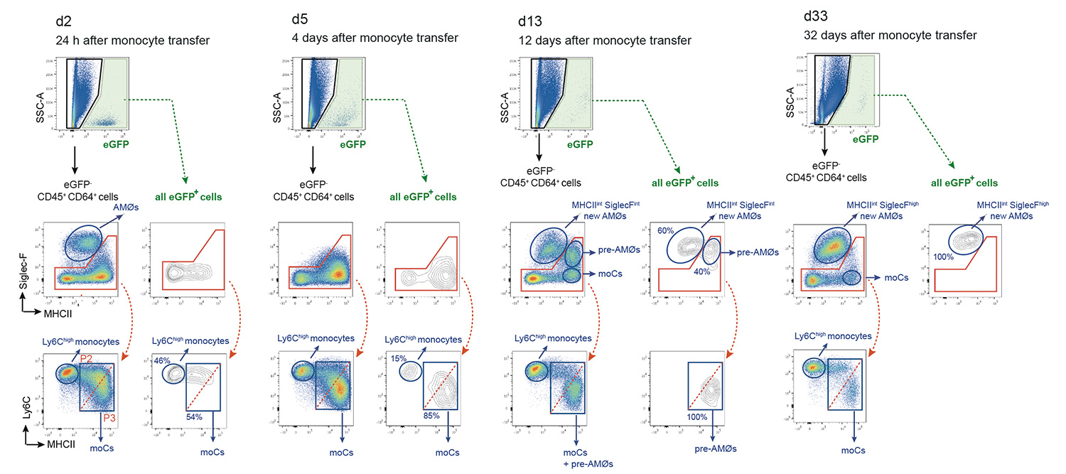 Assessment of the ability of intravenously transferred eGFP+ bone marrow monocytes to generate new alveolar macrophages during HDM-induced airway allergy (Feo-Lucas et al., Frontiers in Immunology 2023).