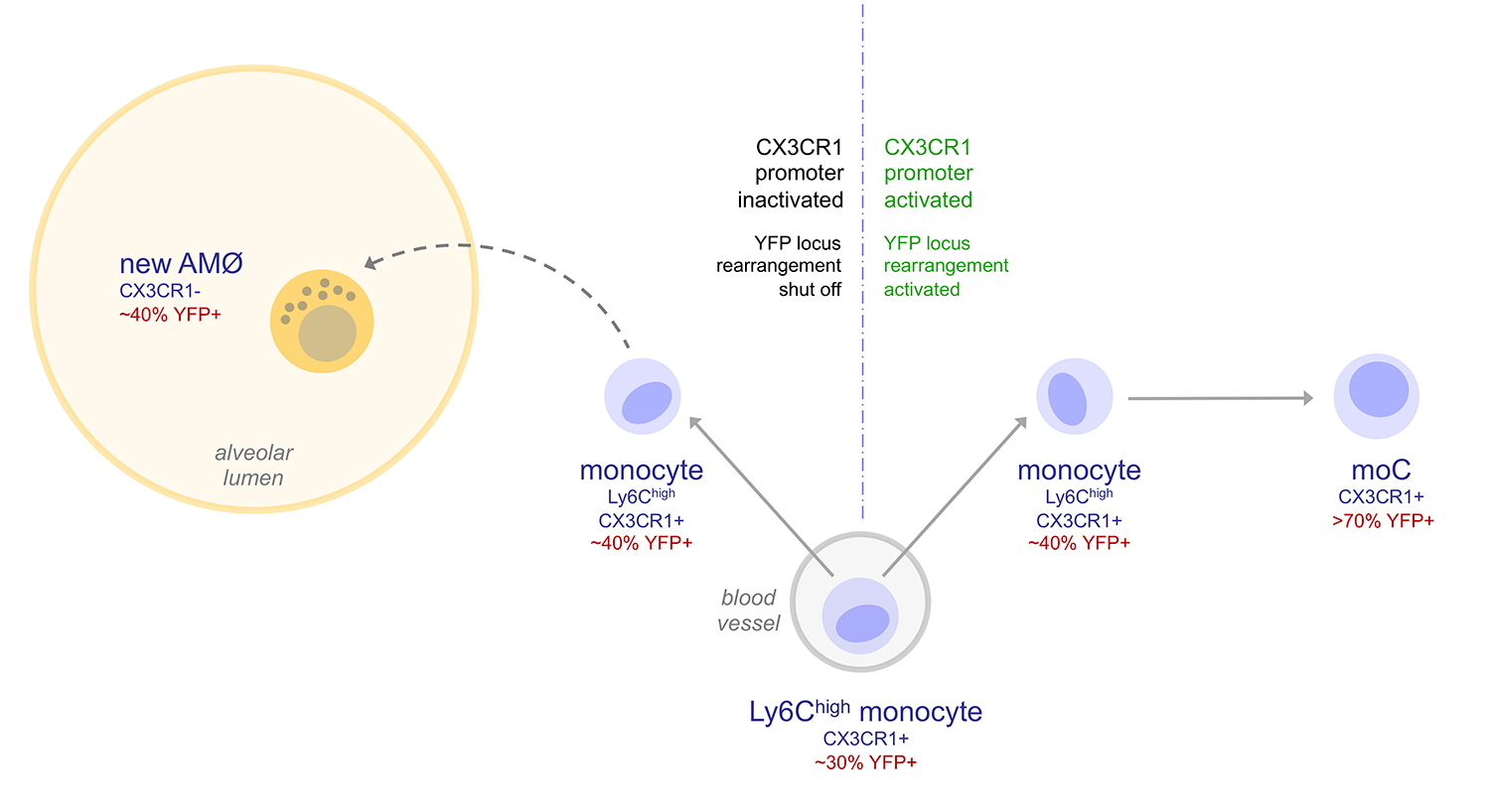 Model for the generation of new alveolar macrophages from Ly6Chigh monocytes during HDM-induced airway allergy (Feo-Lucas et al., Frontiers in Immunology 2023).