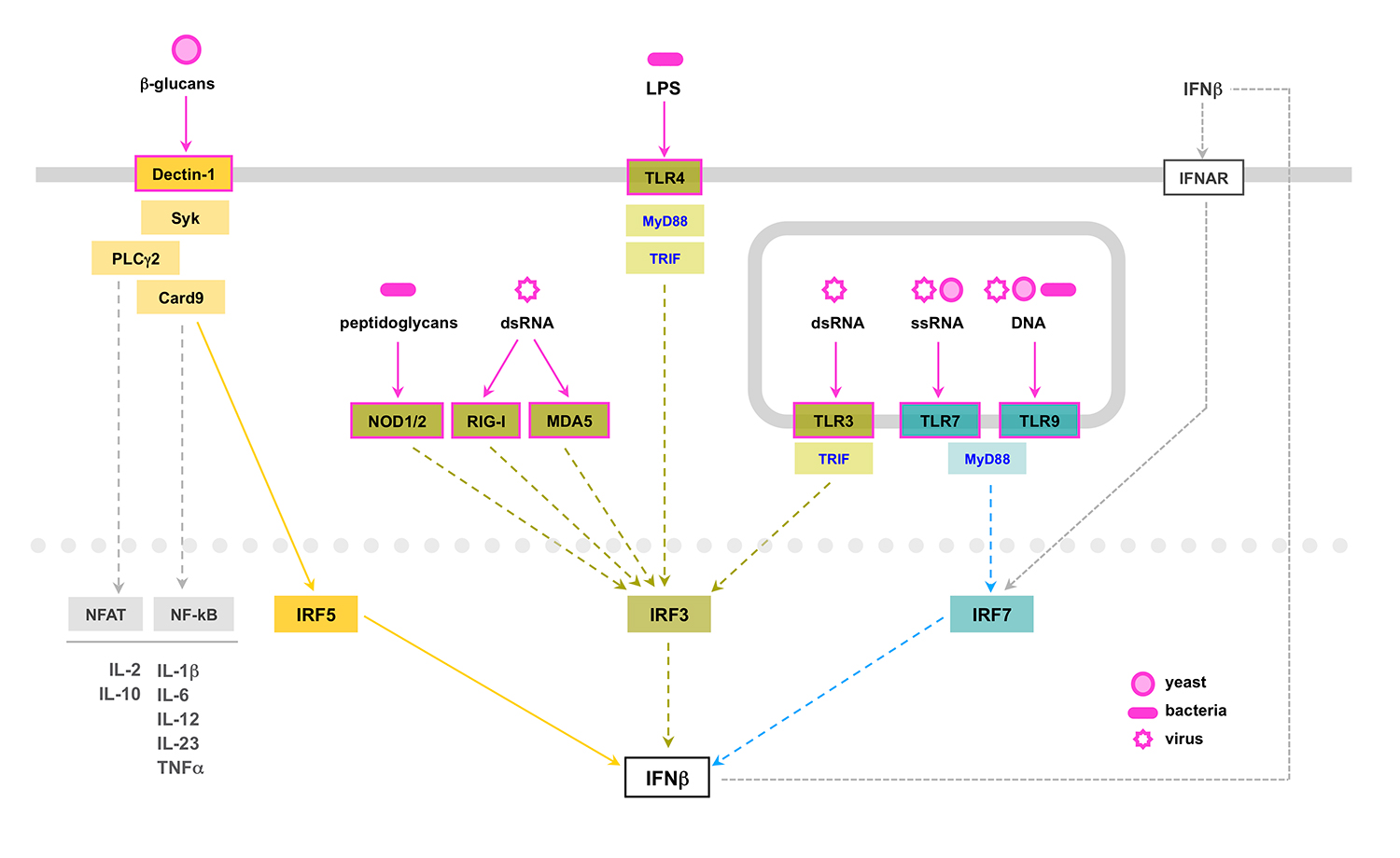 Integrated view of the signalling pathways leading to IFNβ production emerging from the main type I IFN-inducing receptors, highlighting a new Dectin-1-mediated pathway, dependent on Syk, Card9 and IRF5, driving IFNβ production during Candidiasis (del Fresno et al., Immunity 2013).