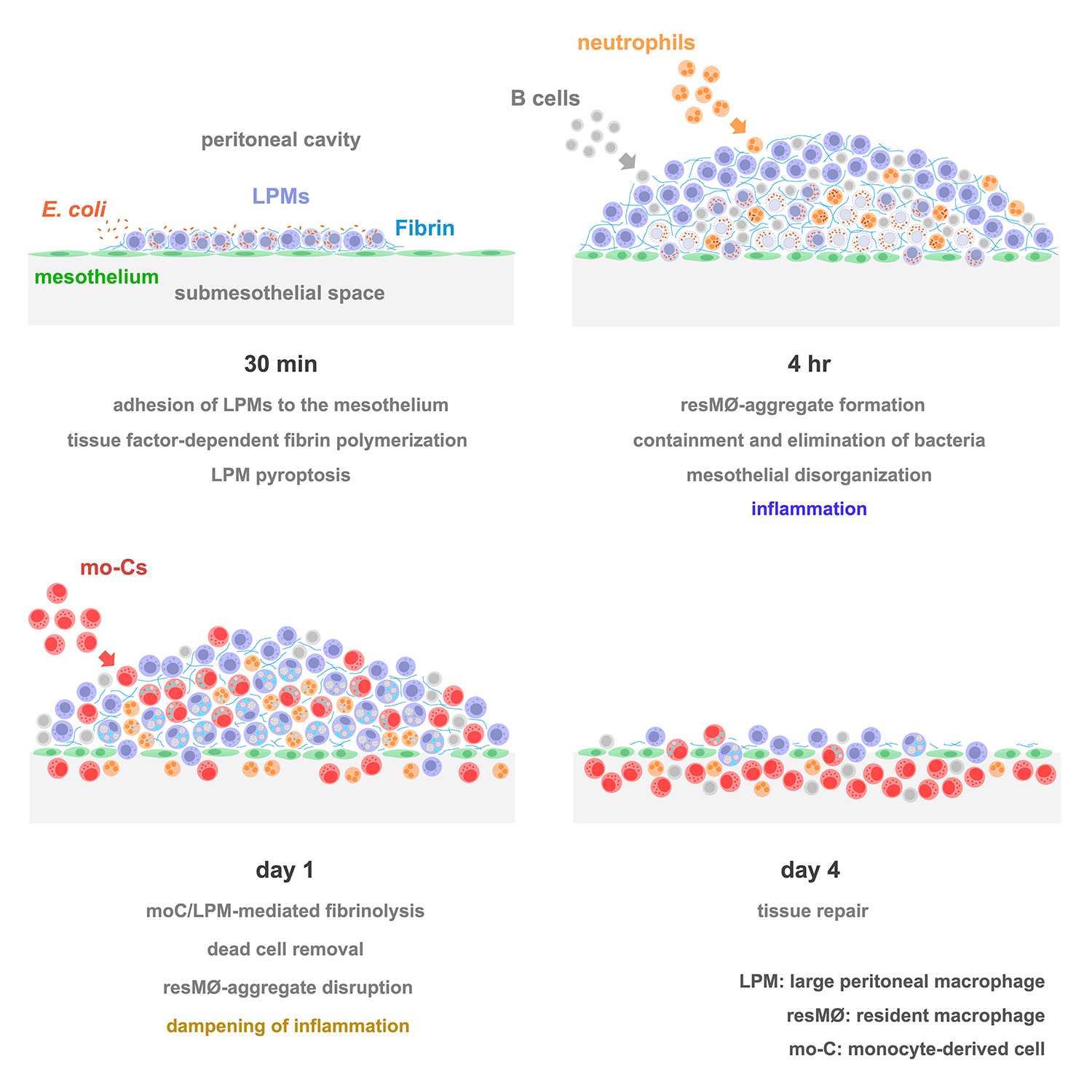 Model of the formation, evolution and disruption of resMØ-aggregates induced by intraperitoneal Escherichia coli infection (Vega-Pérez et al., Immunity 2021).