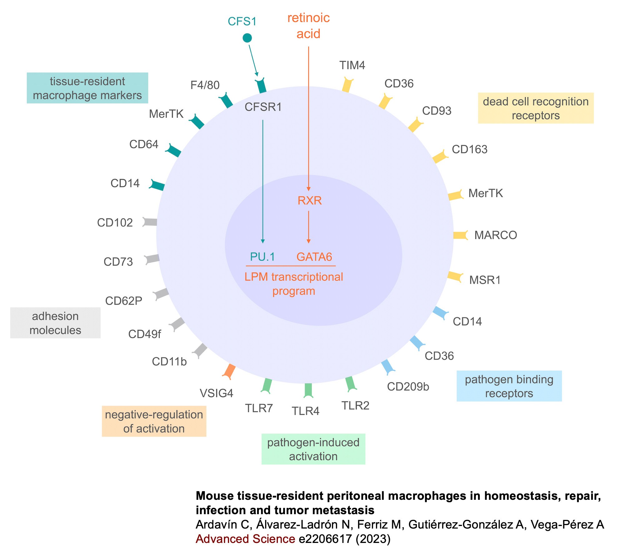 Schematic representation of cell surface receptors expressed by embryonic resident peritonal macrophages reflecting their homeostatic, repair and immune defense functions (Ardavín et al., Advanced Science 2023).